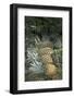 Asia, Vietnam. Pineapples in the Hold of a Mekong River Boat, Can Tho-Kevin Oke-Framed Photographic Print