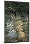 Asia, Vietnam. Pineapples in the Hold of a Mekong River Boat, Can Tho-Kevin Oke-Mounted Photographic Print