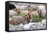 Asia, Western Mongolia, Khovd Province, Gashuun Suhayt. River Valley. Mongolian Cashmere Goats-Emily Wilson-Framed Stretched Canvas