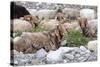 Asia, Western Mongolia, Khovd Province, Gashuun Suhayt. River Valley. Mongolian Cashmere Goats-Emily Wilson-Stretched Canvas