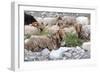 Asia, Western Mongolia, Khovd Province, Gashuun Suhayt. River Valley. Mongolian Cashmere Goats-Emily Wilson-Framed Photographic Print