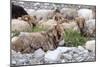 Asia, Western Mongolia, Khovd Province, Gashuun Suhayt. River Valley. Mongolian Cashmere Goats-Emily Wilson-Mounted Photographic Print