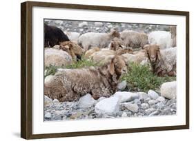 Asia, Western Mongolia, Khovd Province, Gashuun Suhayt. River Valley. Mongolian Cashmere Goats-Emily Wilson-Framed Photographic Print