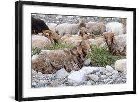 Asia, Western Mongolia, Khovd Province, Gashuun Suhayt. River Valley. Mongolian Cashmere Goats-Emily Wilson-Framed Photographic Print