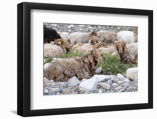 Asia, Western Mongolia, Khovd Province, Gashuun Suhayt. River Valley. Mongolian Cashmere Goats-Emily Wilson-Framed Photographic Print