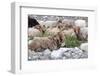 Asia, Western Mongolia, Khovd Province, Gashuun Suhayt. River Valley. Mongolian Cashmere Goats-Emily Wilson-Framed Photographic Print