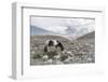 Asia, Western Mongolia, Khovd Province, Gashuun Suhayt. River Valley-Emily Wilson-Framed Photographic Print