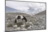 Asia, Western Mongolia, Khovd Province, Gashuun Suhayt. River Valley-Emily Wilson-Mounted Photographic Print