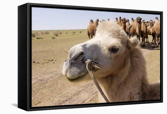 Asia, Western Mongolia, Lake Tolbo, Bactrian Camels-Emily Wilson-Framed Stretched Canvas