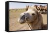 Asia, Western Mongolia, Lake Tolbo, Bactrian Camels-Emily Wilson-Framed Stretched Canvas