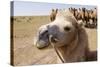 Asia, Western Mongolia, Lake Tolbo, Bactrian Camels-Emily Wilson-Stretched Canvas