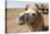 Asia, Western Mongolia, Lake Tolbo, Bactrian Camels-Emily Wilson-Stretched Canvas