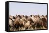 Asia, Western Mongolia, Lake Tolbo, Bactrian Camels-Emily Wilson-Framed Stretched Canvas