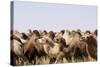 Asia, Western Mongolia, Lake Tolbo, Bactrian Camels-Emily Wilson-Stretched Canvas