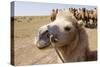 Asia, Western Mongolia, Lake Tolbo, Bactrian Camels-Emily Wilson-Stretched Canvas