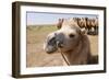 Asia, Western Mongolia, Lake Tolbo, Bactrian Camels-Emily Wilson-Framed Photographic Print