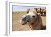 Asia, Western Mongolia, Lake Tolbo, Bactrian Camels-Emily Wilson-Framed Photographic Print