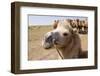 Asia, Western Mongolia, Lake Tolbo, Bactrian Camels-Emily Wilson-Framed Photographic Print