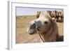 Asia, Western Mongolia, Lake Tolbo, Bactrian Camels-Emily Wilson-Framed Photographic Print