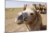 Asia, Western Mongolia, Lake Tolbo, Bactrian Camels-Emily Wilson-Mounted Photographic Print