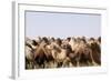 Asia, Western Mongolia, Lake Tolbo, Bactrian Camels-Emily Wilson-Framed Photographic Print