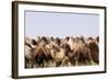 Asia, Western Mongolia, Lake Tolbo, Bactrian Camels-Emily Wilson-Framed Photographic Print