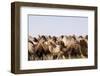 Asia, Western Mongolia, Lake Tolbo, Bactrian Camels-Emily Wilson-Framed Photographic Print