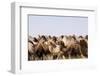 Asia, Western Mongolia, Lake Tolbo, Bactrian Camels-Emily Wilson-Framed Photographic Print