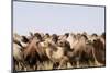 Asia, Western Mongolia, Lake Tolbo, Bactrian Camels-Emily Wilson-Mounted Photographic Print