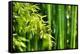 Asian Bamboo Forest with Morning Sunlight-Sofiaworld-Framed Stretched Canvas