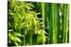 Asian Bamboo Forest with Morning Sunlight-Sofiaworld-Stretched Canvas