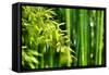Asian Bamboo Forest with Morning Sunlight-Sofiaworld-Framed Stretched Canvas