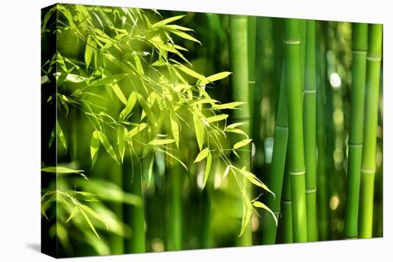 Asian Bamboo Forest with Morning Sunlight-Sofiaworld-Stretched Canvas