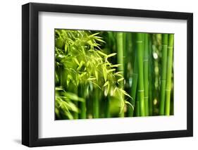 Asian Bamboo Forest with Morning Sunlight-Sofiaworld-Framed Premium Photographic Print