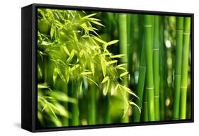 Asian Bamboo Forest with Morning Sunlight-Sofiaworld-Framed Stretched Canvas