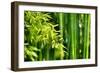 Asian Bamboo Forest with Morning Sunlight-Sofiaworld-Framed Photographic Print