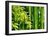 Asian Bamboo Forest with Morning Sunlight-Sofiaworld-Framed Photographic Print