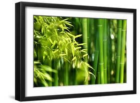 Asian Bamboo Forest with Morning Sunlight-Sofiaworld-Framed Photographic Print