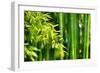 Asian Bamboo Forest with Morning Sunlight-Sofiaworld-Framed Photographic Print