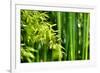 Asian Bamboo Forest with Morning Sunlight-Sofiaworld-Framed Photographic Print