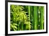 Asian Bamboo Forest with Morning Sunlight-Sofiaworld-Framed Photographic Print