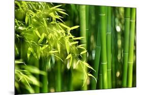 Asian Bamboo Forest with Morning Sunlight-Sofiaworld-Mounted Photographic Print