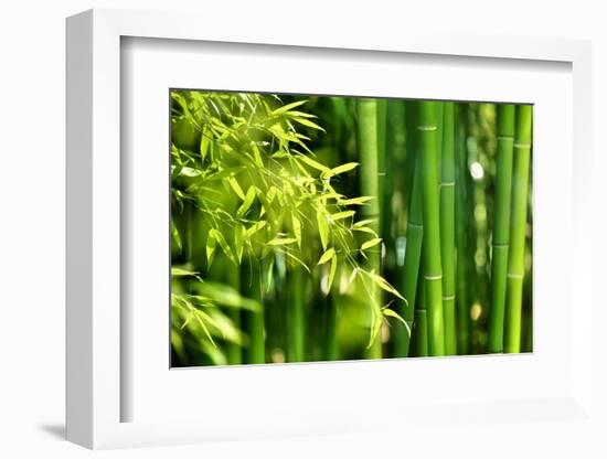 Asian Bamboo Forest with Morning Sunlight-Sofiaworld-Framed Photographic Print