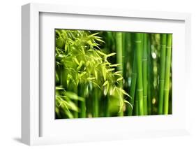 Asian Bamboo Forest with Morning Sunlight-Sofiaworld-Framed Photographic Print