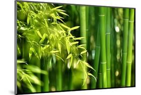 Asian Bamboo Forest with Morning Sunlight-Sofiaworld-Mounted Photographic Print