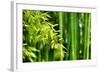 Asian Bamboo Forest with Morning Sunlight-Sofiaworld-Framed Photographic Print