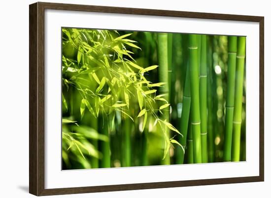 Asian Bamboo Forest with Morning Sunlight-Sofiaworld-Framed Photographic Print