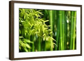 Asian Bamboo Forest with Morning Sunlight-Sofiaworld-Framed Photographic Print