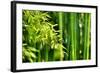 Asian Bamboo Forest with Morning Sunlight-Sofiaworld-Framed Photographic Print