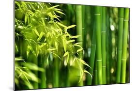 Asian Bamboo Forest with Morning Sunlight-Sofiaworld-Mounted Photographic Print